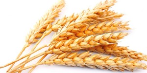 普麦期货和强麦期货的区别
